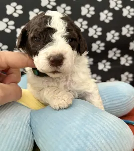 Lagotto Romagnolo - Big Nose Kate