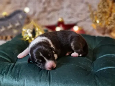 Australský ovčák - Delwyn