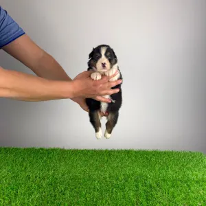 Ciobanesc Australian - Cagan