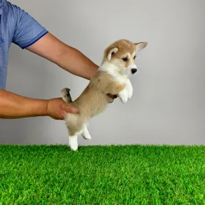 Welsh Corgi Pembroke - Rina