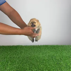 Pomeranian - Olena