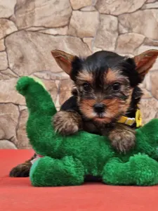 Yorkshire Terrier - Bubu