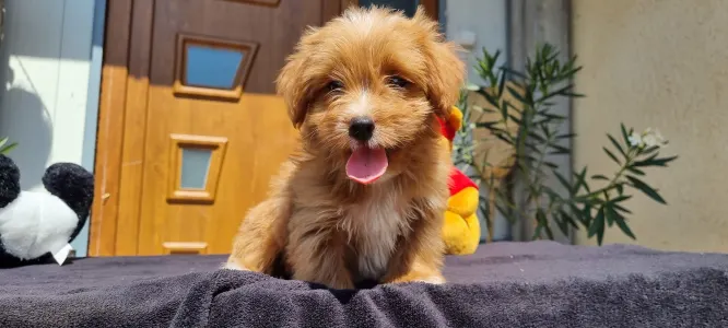 Maltipoo - Mangó