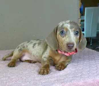 Dachshund - Emily