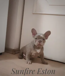 Bulldog francez - Eston 