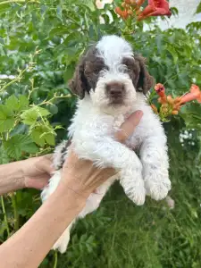 Lagotto Romagnolo - Doc Holliday