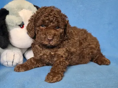 Cavapoo - Milka