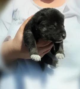 Šiba inu - Scamp Crowd F. , 