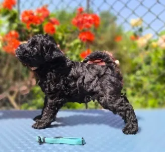 Terrier Kerry Blue - Badacsonyalja Dorian Blue Prince – Szeretettel Nevelt Kerry Blue Terrier Kan