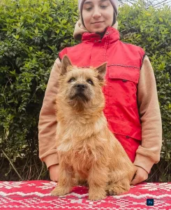 Cairn Terrier - Arnold