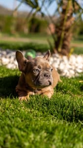 Französische Bulldogge - Laura