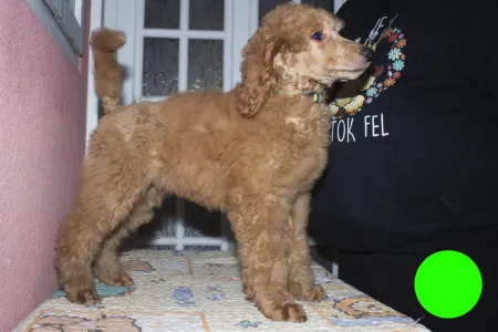 Poodle Standard - Jameson Pride