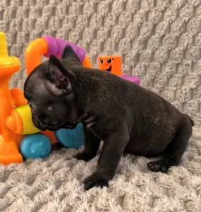 Französische Bulldogge - Miora Frenchie Ramses