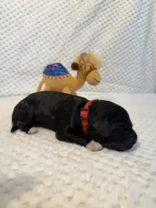 Portugalský vodní pes - Byron