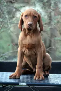 Kurzhaariger Ungarischer Vorstehhund - Pörgelóci Schelby