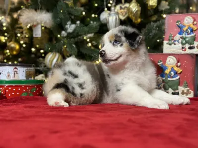 Australian Shepherd - Budnat Aussies