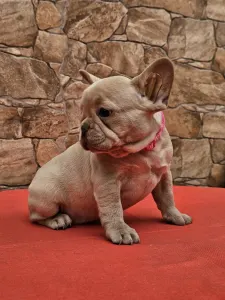 Französische Bulldogge - Dóri
