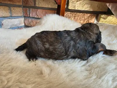 Cavapoo - Norton