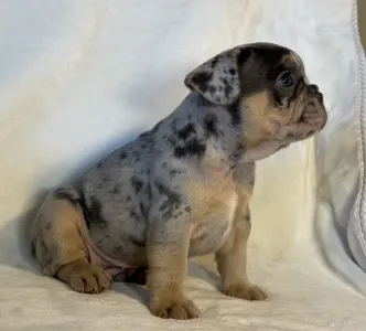 French Bulldog - Nico