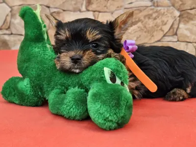 Yorkshire Terrier - Bertold