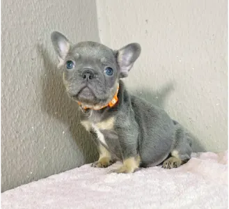 French Bulldog - Naomi