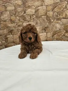 Мальтипу - Anett