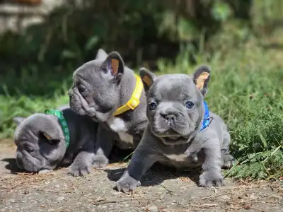 Bouledogue français - Pubi