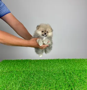 German Pomeranian Spitz - Fanny