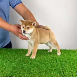 Shiba - Kaida