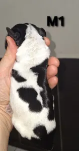 Cocker spaniel angielski - Zen (blue-roan And Tan) 