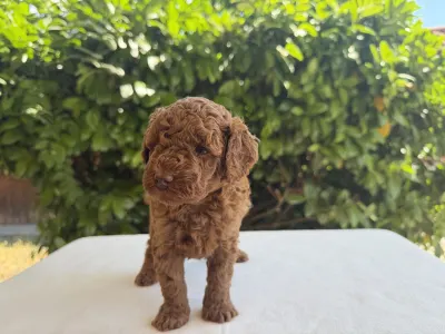 Caniche Nain - Indy