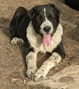 Central Asia Shepherd Dog - Dzhakhat Iz Zamka Larisi
