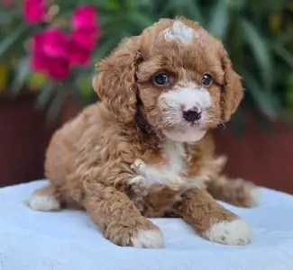 Cavapoo - Ariel
