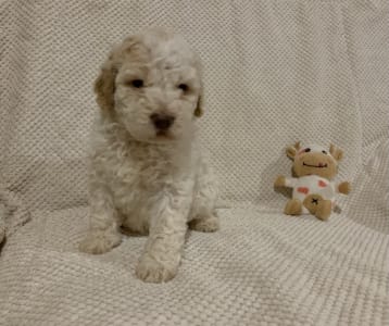 Romagna Water Dog - Friendly Lagotto Bessye