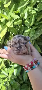 Francia bulldog - Helen 