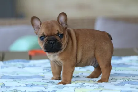 Französische Bulldogge - Ultron