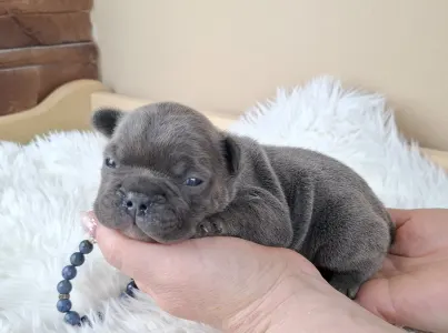 French Bulldog - Zénó 