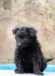 Mudi - Pörgelóci Selyem