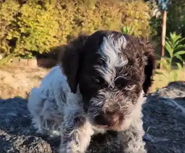 Lagotto Romagnolo - Azorro