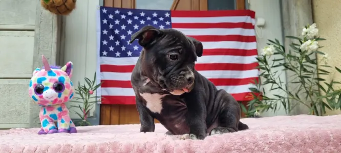 American Bully - Pocket - Oreo