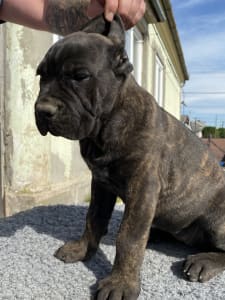 Cane Corso - Cassiopeia’s Pearl Anna