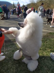 Óriás uszkár - Giant Miracles Poodle Kennel