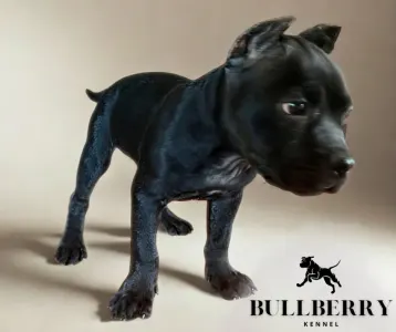 Amerikai Bully - Standard - Youngberry