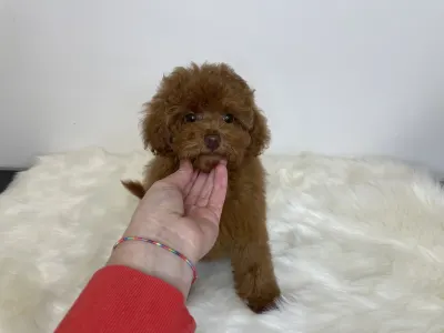 Poodle Toy - Nina