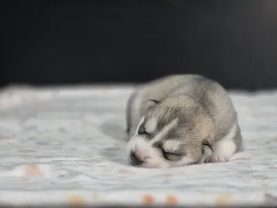 Szibériai husky - Saint Michael Island "grey Girl"