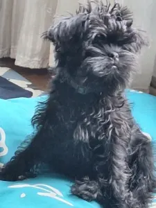 Affenpinscher - Aster