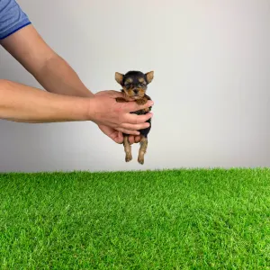 Yorkshire Terrier - Pola