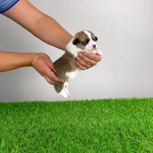 Вельш-корги пемброк - Salamon