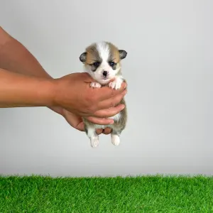 Welsh Corgi Pembroke - Affinity