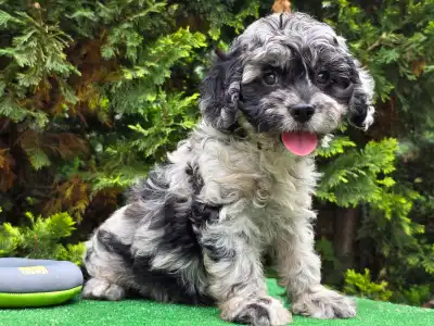Cavapoo - Merida
